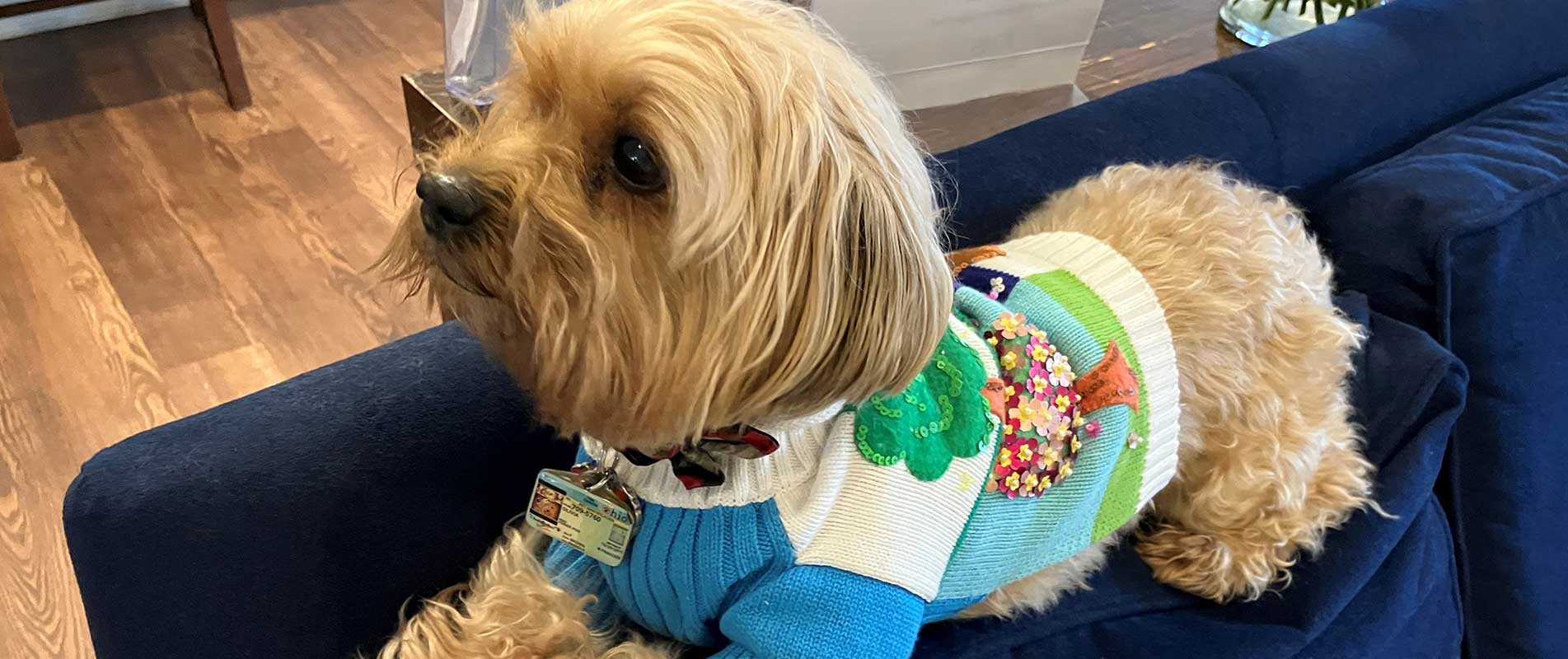Olivia, the dog in a spring sweater
