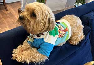 Olivia, the dog in a spring sweater